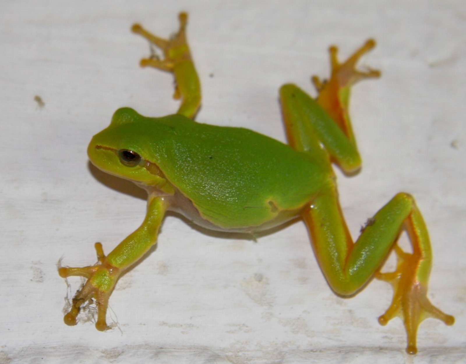 36_Laubfrosch_01.jpg